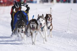 Lenk 2013